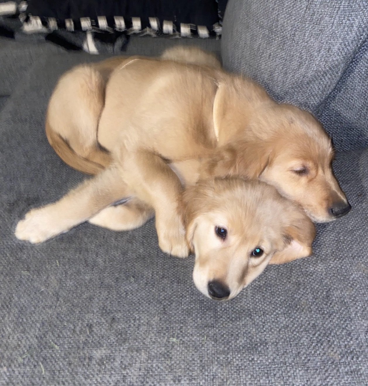 Charlotte and Cooper, Alex’s two golden retrievers, cuddled together as puppies
